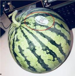 伊犁网红吃瓜,揭秘新疆美食背后的故事