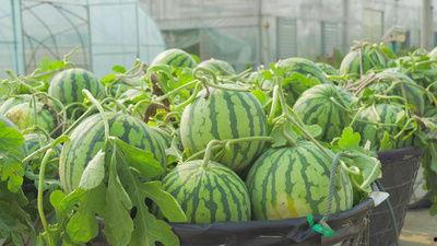 张家口网红吃瓜视频,揭秘当地美食文化新潮流