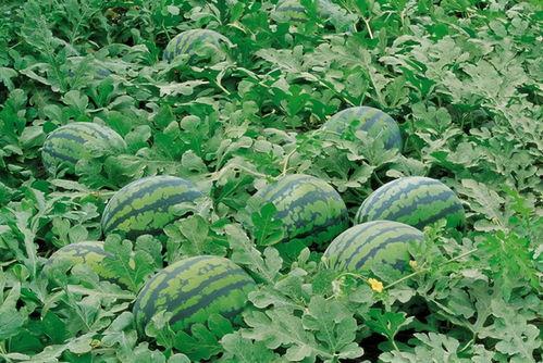 17cg官网吃瓜入口最新消息,吃瓜入口，揭秘娱乐圈幕后风云