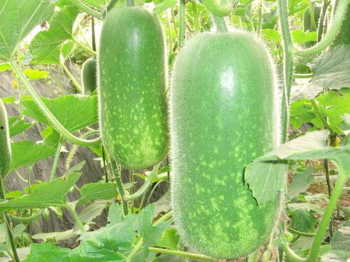 吃瓜吃大瓜网最新链接,热门话题一网打尽