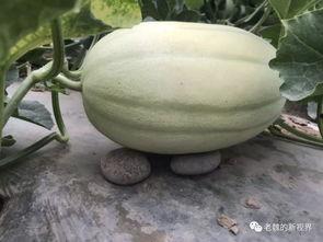 如何找到吃瓜网