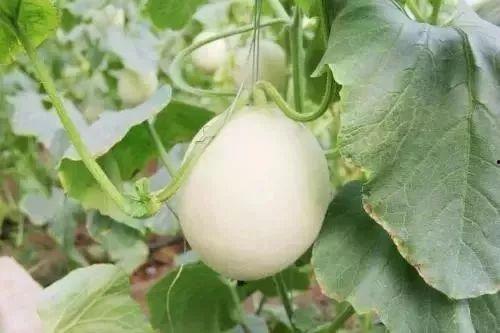 徽县网红吃瓜事件真相,真相背后的网络风波