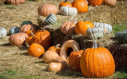 内蒙吃瓜网红是谁啊图片,揭秘草原美食新风尚