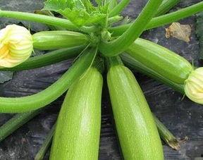 吃瓜网每日大瓜