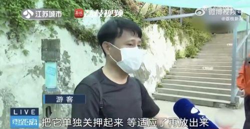 网红兄妹吃瓜,幕后故事与真实情感