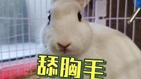 网红兔兔抖音吃瓜